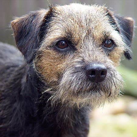Caring for Border Terriers. . Giles hill border terriers